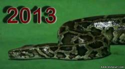 Новый год 2013 год Змеи