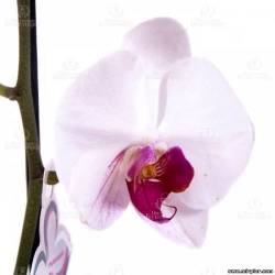 орхидея любовь