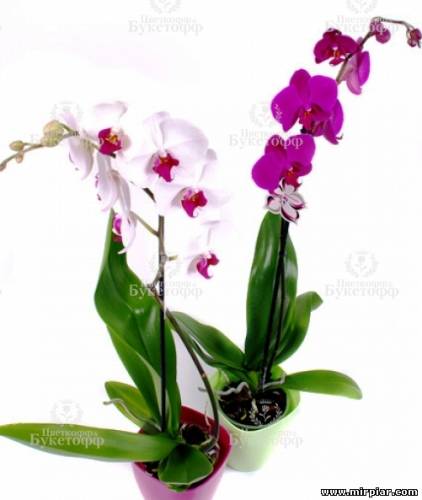 орхидея, любовь