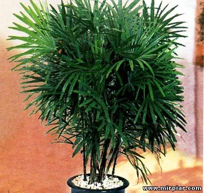 бамбуковая пальма
