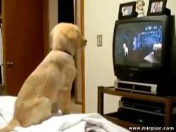 собака смотрит телевизор