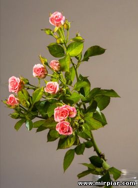 цветы, стабилизированные розы