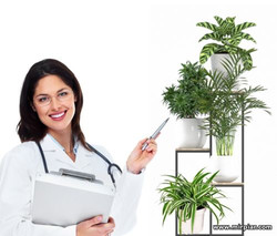 полезные для здоровья комнатные растения