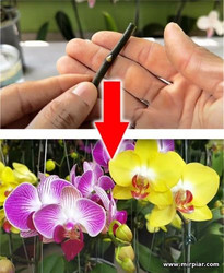 размножение орхидей из веток