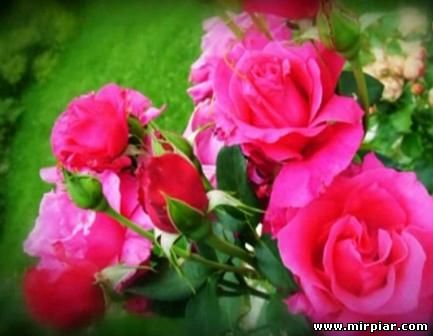 аромат розы