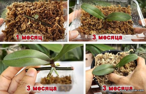 размножение орхидеи