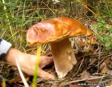 как собирать грибы