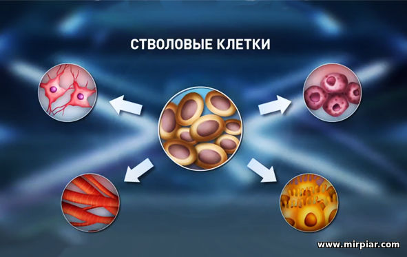 лечение и омоложение стволовыми клетками в Украине