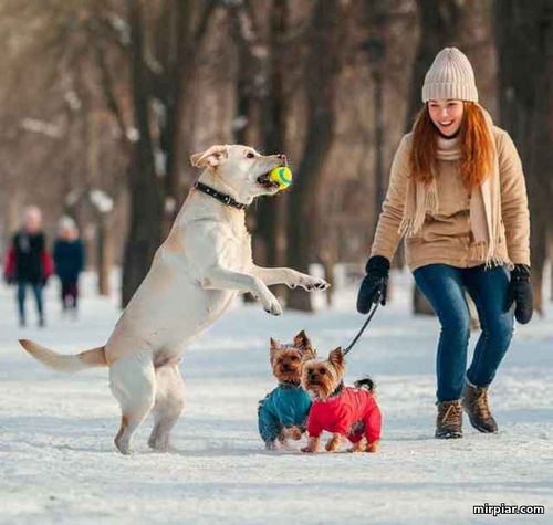 здоровье собак зимой